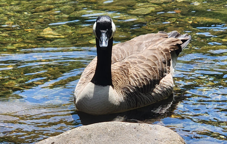 Editor Pet Peeves: A Checklist to Improve Your Manuscript