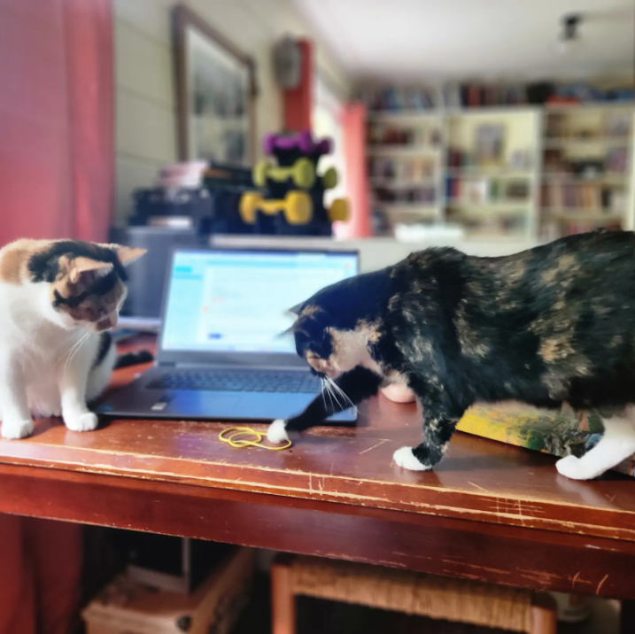 Your Cat Does Not Overthink Anything, and Neither Should You